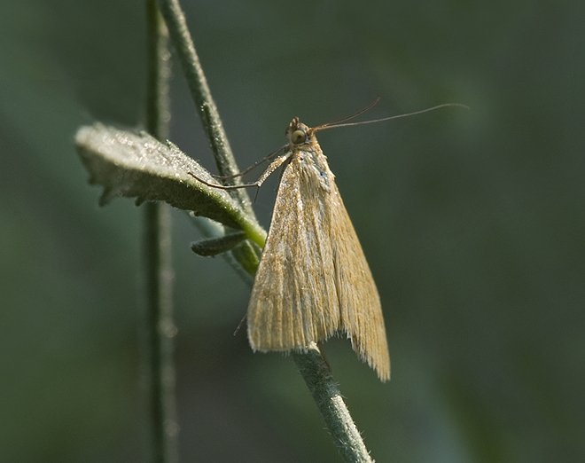 Sithocroa verticalis Crambidae